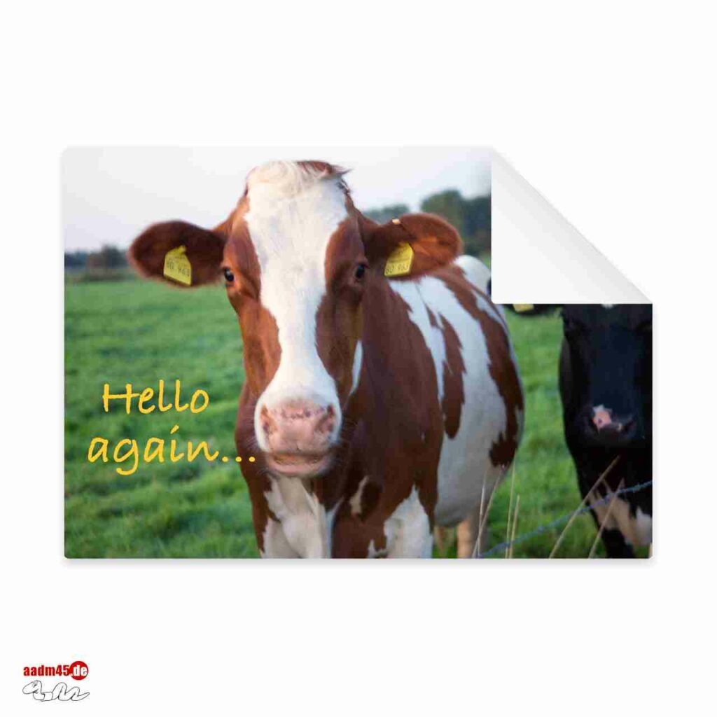 Kuh „Hello again…“ Postkarte