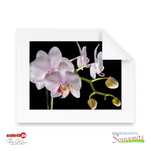 Edition Orchidea #1 Print 50x40 PP