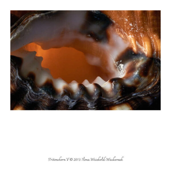 Ilona Weinhold-Wackernah, Werkkatalog Fotografien 1988-2026