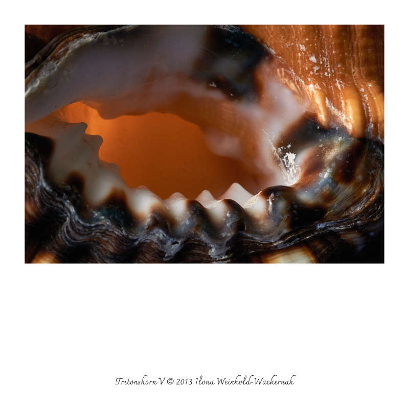 Ilona Weinhold-Wackernah, Werkkatalog Fotografien 1988-2026 – Bild 4